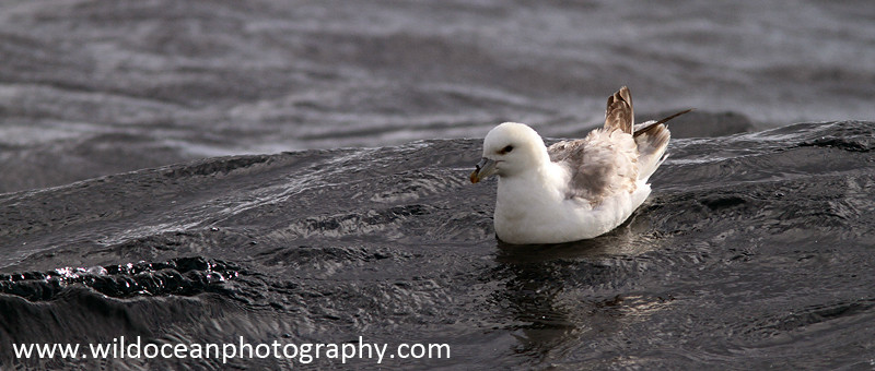 SBF001: Fulmar - Fulmars