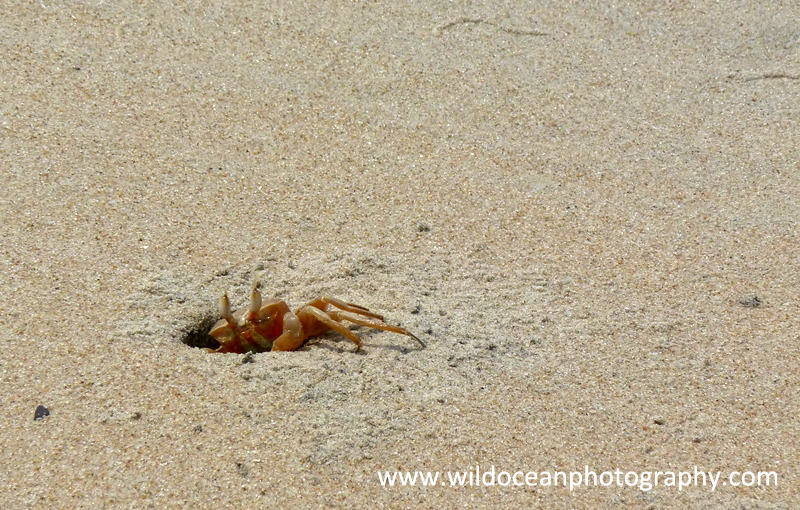ANG008: Ghost crab - Angola (W. Africa)