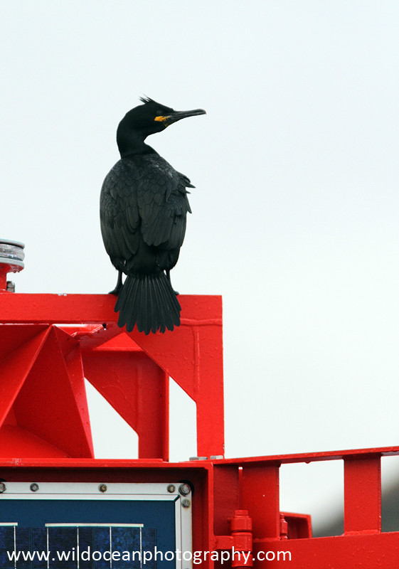 SBC011: Shag on a Buoy - Shags and Cormorants