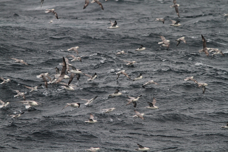 SBF015: Fulmar flock - Fulmars