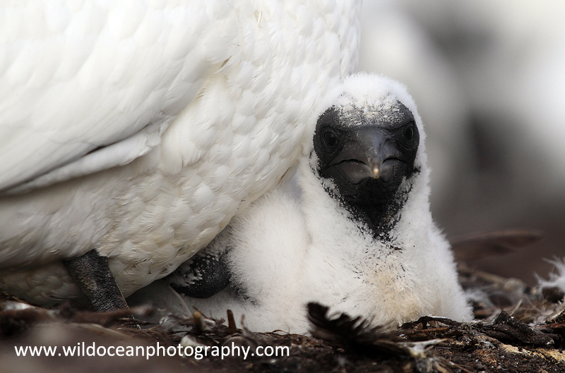 SBG038: Chick in nest - Gannets