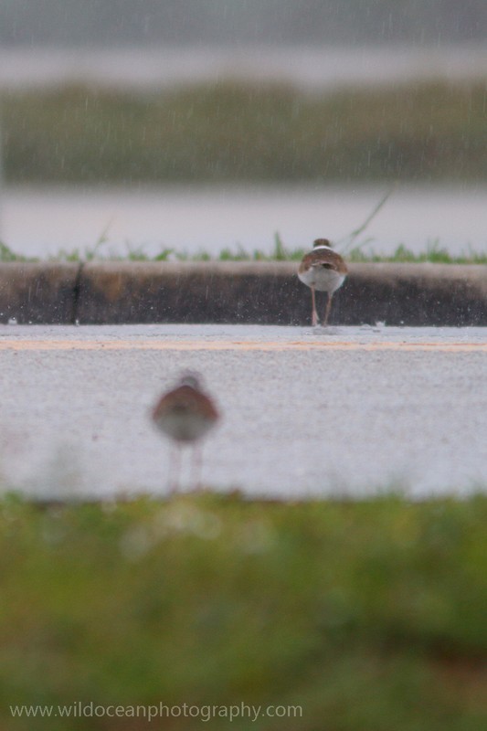 FLB008: Killdeer crossing - Birds