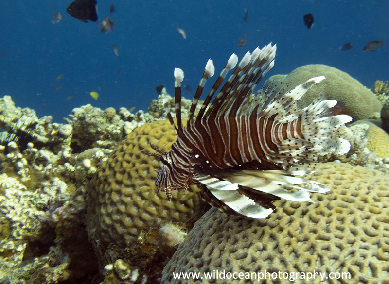RS017: Lionfish - Red Sea / Sinai Peninsula