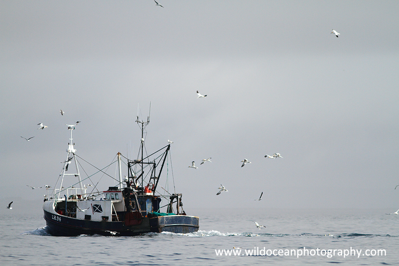HTF005: Returning trawler - Trawl Fisheries