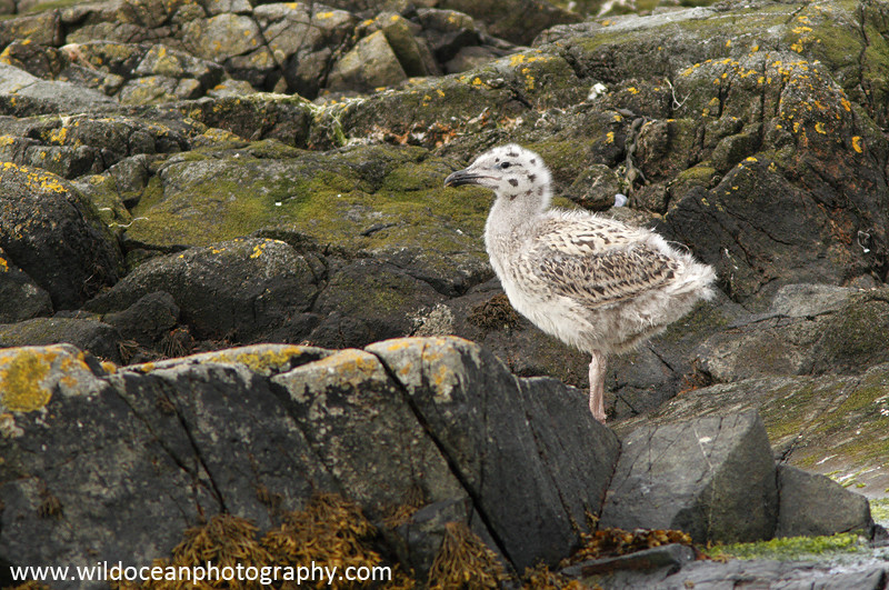 SBG010: Herring Gull Chick - Gulls and Kittiwakes