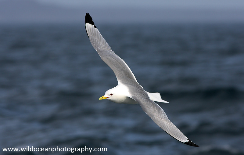 SBG024: Kittiwake - Gulls and Kittiwakes