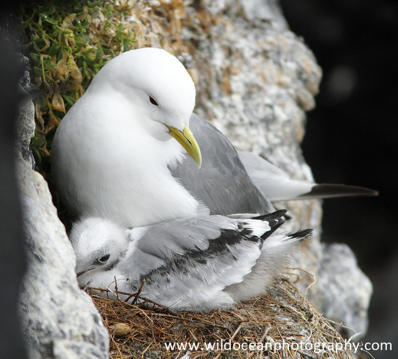SBG033: Kittiwake & Chick - Gulls and Kittiwakes