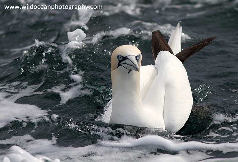 SBG032: Portrait - Gannets