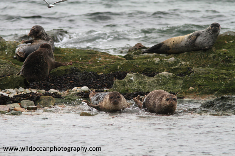  - Seals
