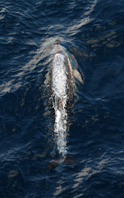 WDP013: Dolphin - Whales, Dolphins and Porpoise