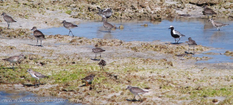 FLB037: Shore birds - Birds