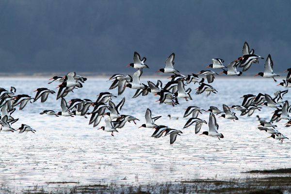 SBW009: Oystercatchers - Waders