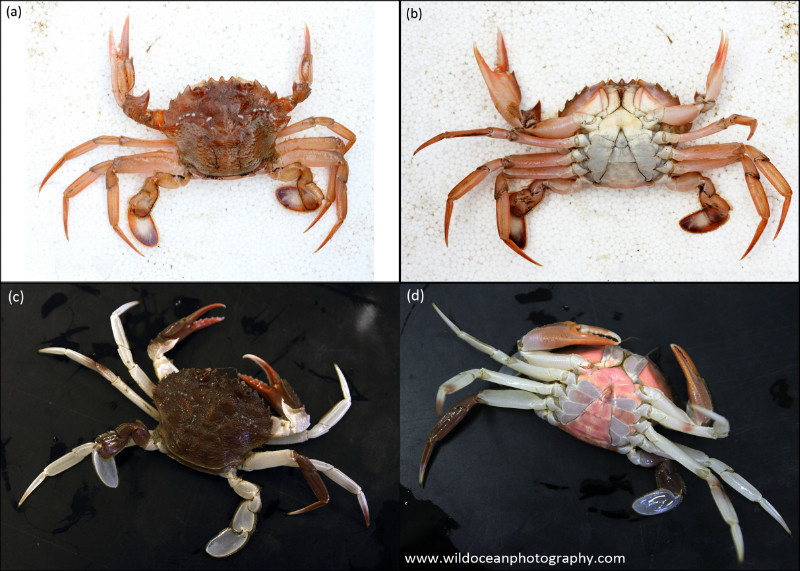 IDA012: Liocarcinus colour morphs - Coastal Species