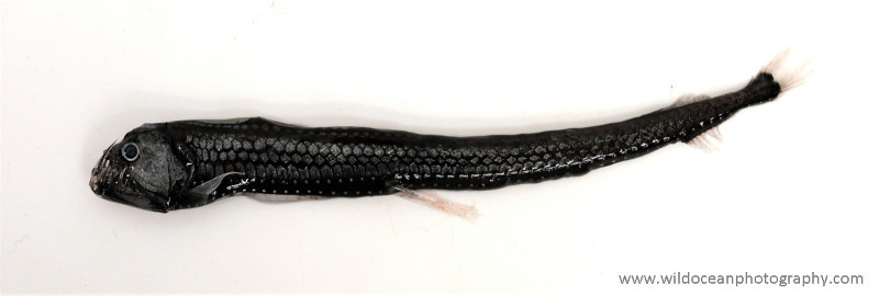 IDD009: Chauliodus sloani - Deep Sea Species