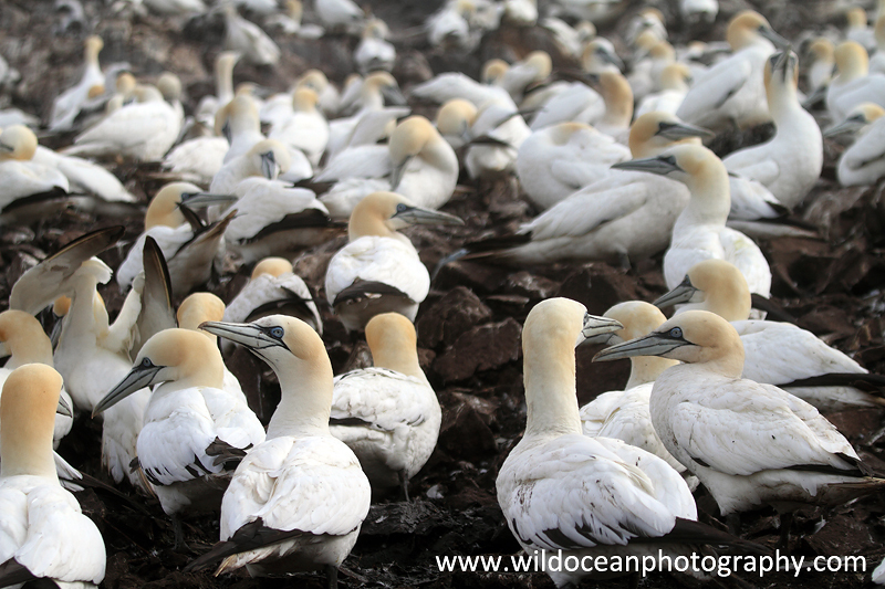 SBG042: Gannet colony - Gannets