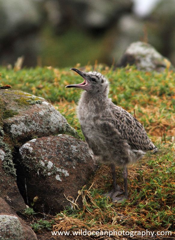 SBG007: Gull chick - Gulls and Kittiwakes