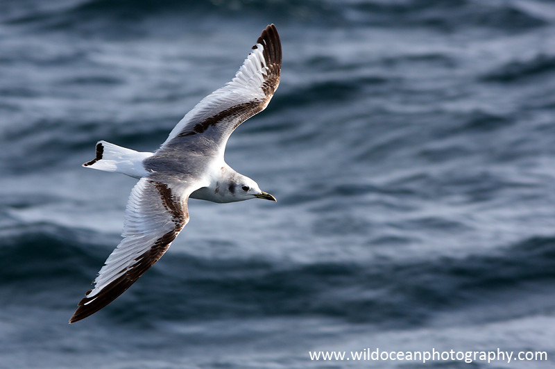 SBG022: Juvenile Kittiwake - Gulls and Kittiwakes