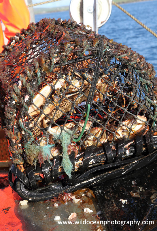HCF009: Creel catch - Creel (Trap) Fisheries