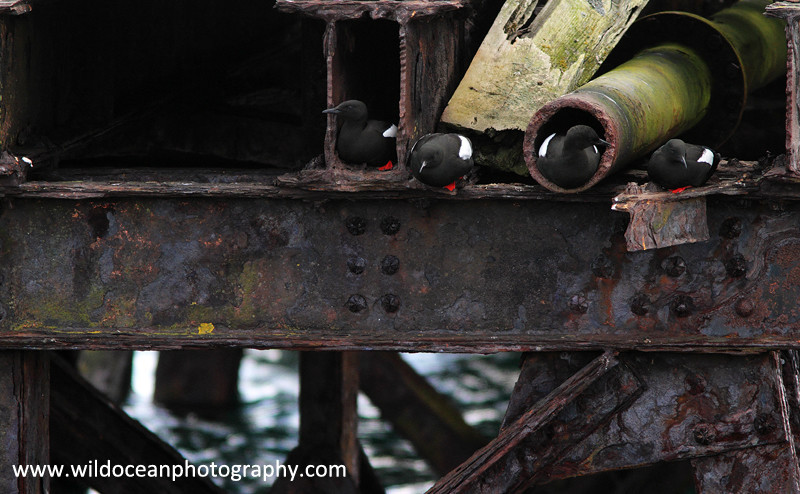 SBA001: Black Guillemots - Auks