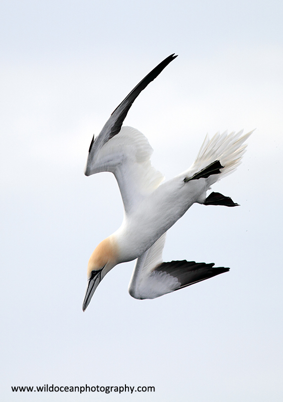 SBG030: Diving - Gannets