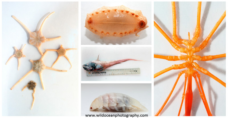 IDD002: Deep-Sea 2 - Deep Sea Species