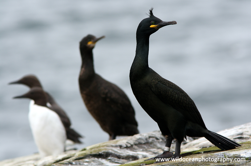 SBC008: Shags and Guillemots - Shags and Cormorants