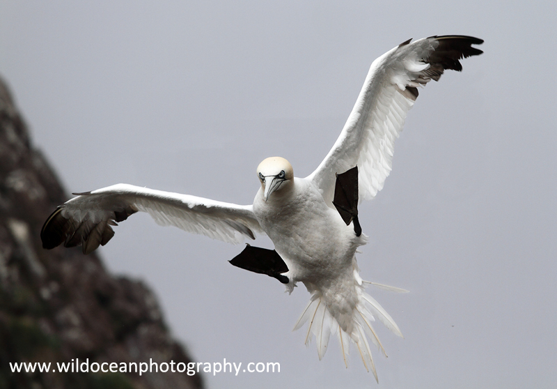 SBG063: Graceful - Gannets