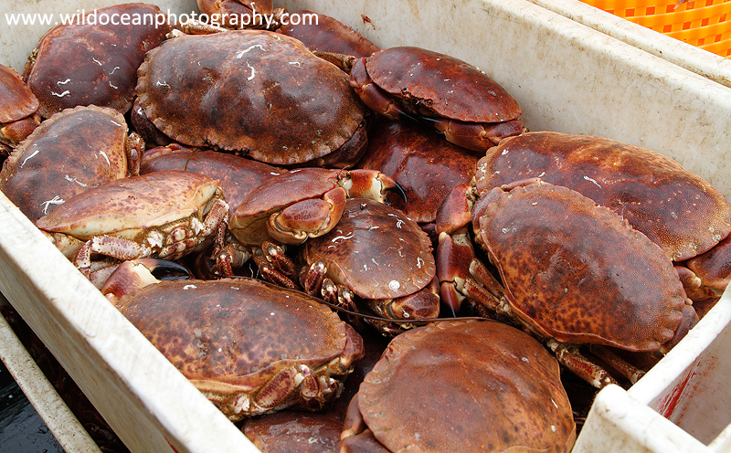 HCF007: Brown Crabs - Creel (Trap) Fisheries
