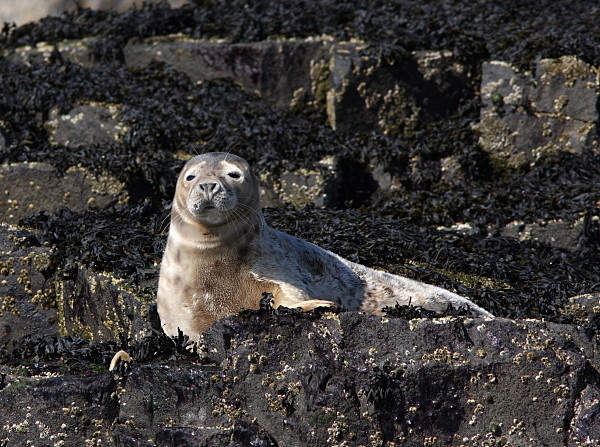 MMP007: Common Seal - Seals