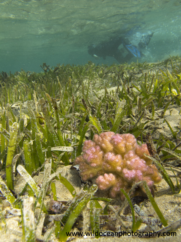 RS024: Raspberry seagrass - Red Sea / Sinai Peninsula