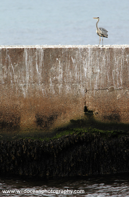  - Herons