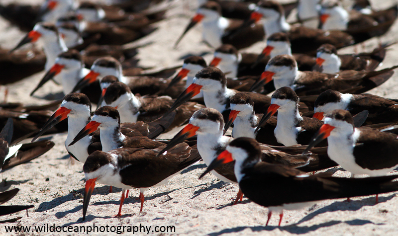 FLB045: Black skimmers - Birds