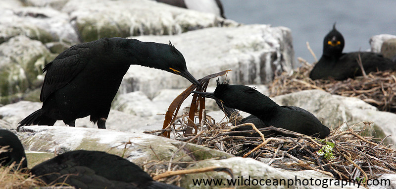 SBC013: Bearer of Gifts - Shags and Cormorants