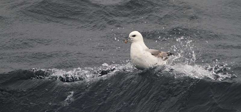SBF012: Fulmar wave - Fulmars