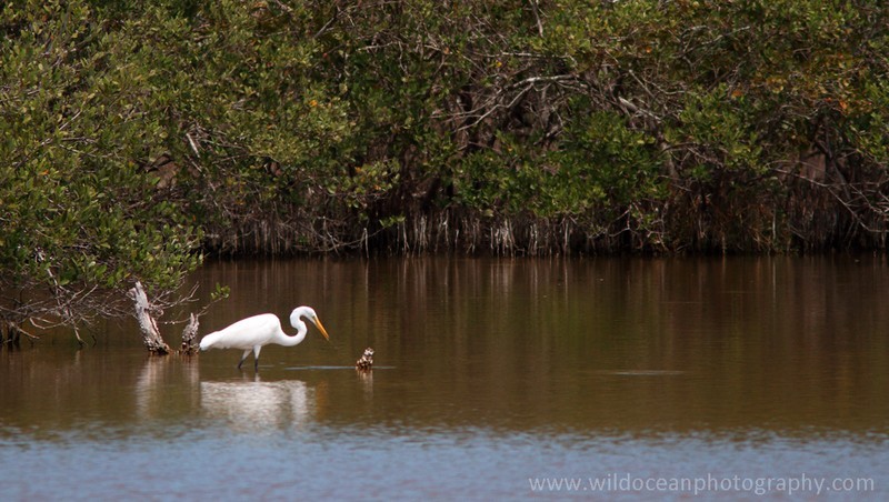 FLB020: Great egret - Birds