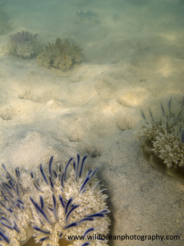 RS030: Upside-down jellyfish - Red Sea / Sinai Peninsula