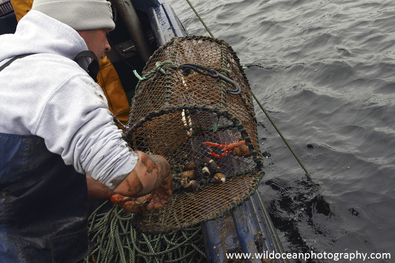 GSF004 - Processing the catch - 'Creel to Meal' (Glasgow Science Festival)