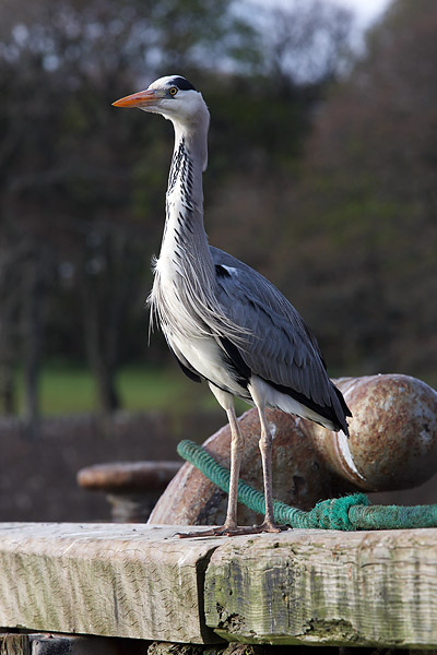 SBH001: Grey Heron - Herons