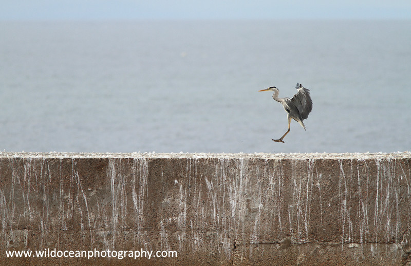  - Herons