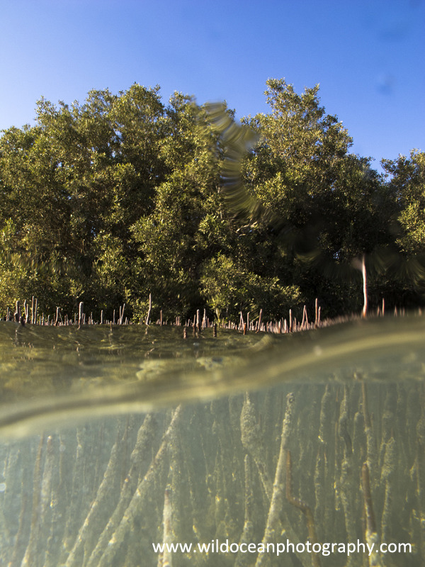 RS018: Mangrove split - Red Sea / Sinai Peninsula