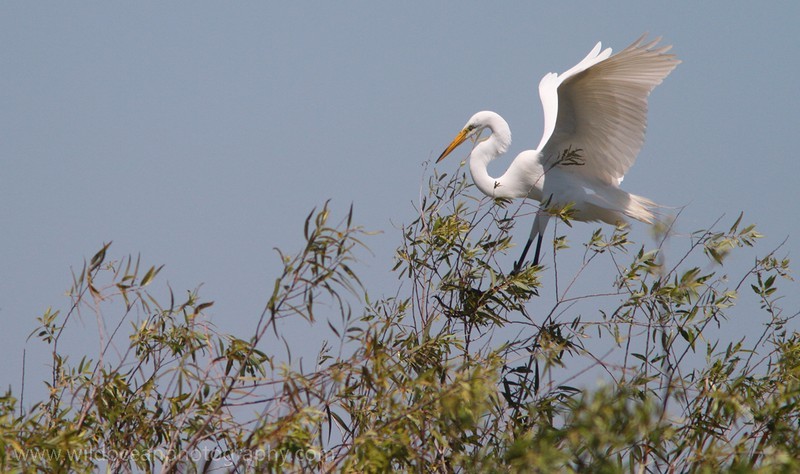 FLB019: Great egret - Birds
