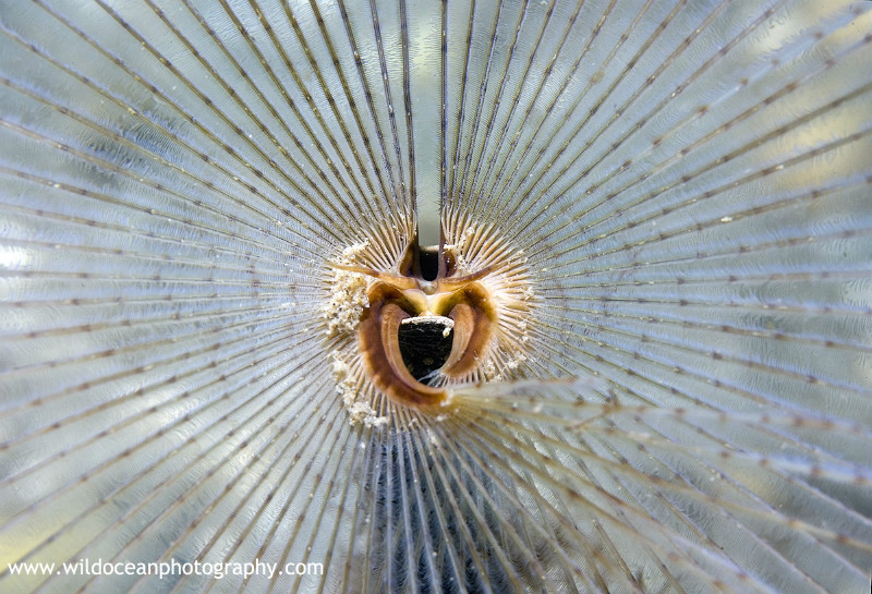 UML013: Peacock fan worm - Marine Life