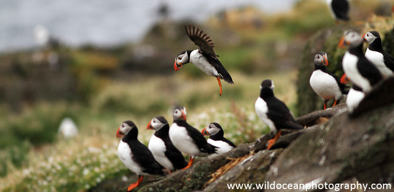 SBA013: Puffin landing - Auks