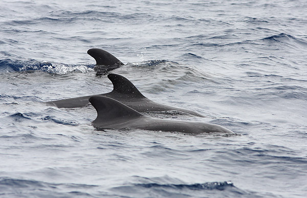 WDP009: Short-finned pilot whales - Whales, Dolphins and Porpoise