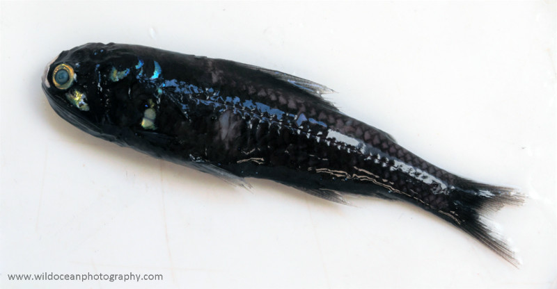 IDD010: Lanternfish - Deep Sea Species