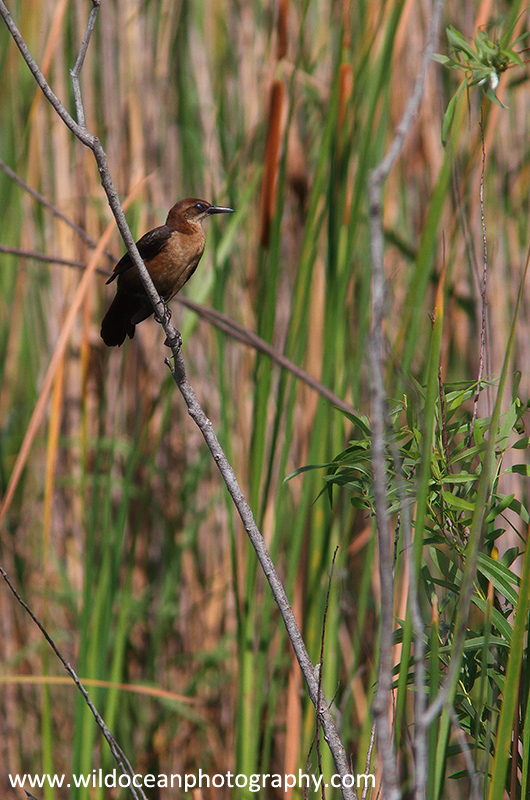 FLB011: Boat-tailed Grackle - Birds