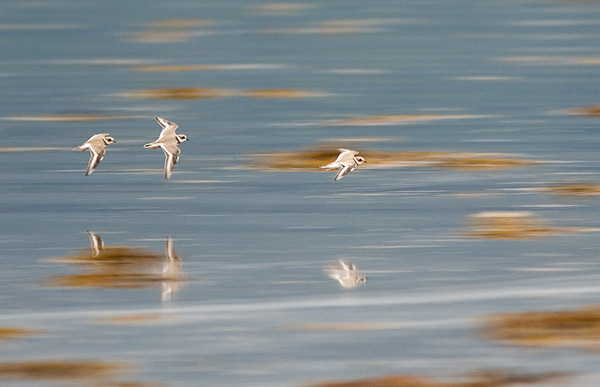 SBP001: Ringed Plovers - Plovers