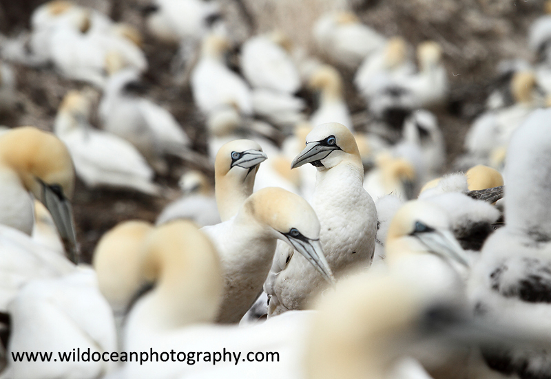 SBG044: Gannet colony - Gannets