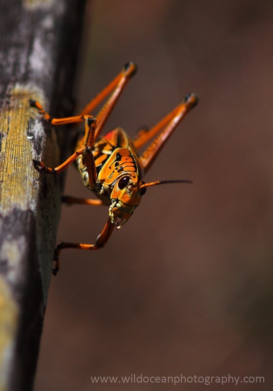 FLI003: Eastern Lubber Cricket - Insects & Invertebrates