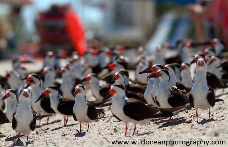FLB044: Black skimmers - Birds